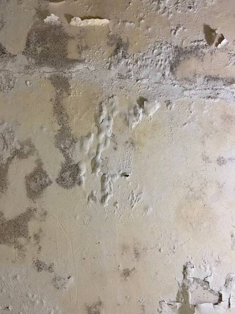 Best Mold Removal Near Me  in Glen Lyon, PA
