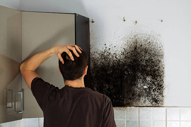 Professional Mold Removal in Glen Lyon, PA