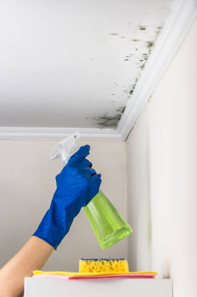 Best Mold Remediation  in Glen Lyon, PA